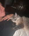 baviwolfie Altpins Profile Picture