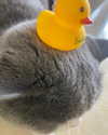 bbanshi Altpins Profile Picture