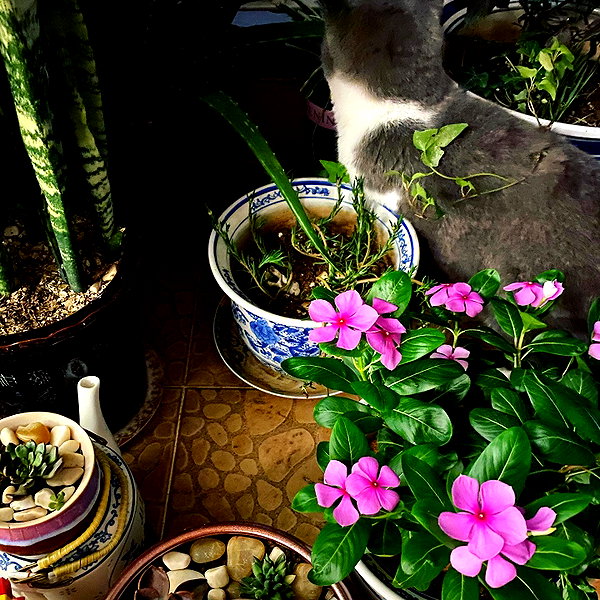 bbanshi instagram image archive image