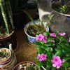 bbanshi Altpins Profile Picture