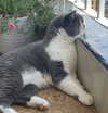 bbanshi Altpins Profile Picture