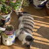 bbanshi Altpins Profile Picture