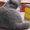 bbanshi Altpins Profile Picture