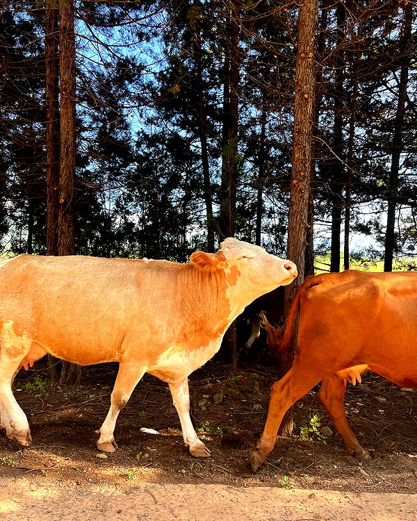 bbanshi instagram image archive image