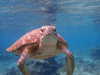 bec_benstead Altpins Profile Picture