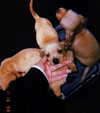 bellapoarch Altpins Profile Picture