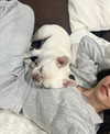 bellapoarch Altpins Profile Picture