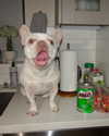 bellapoarch Altpins Profile Picture