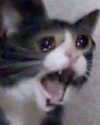 bellapoarch Altpins Profile Picture