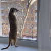 belok_bero Altpins Profile Picture