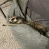 belok_bero Altpins Profile Picture