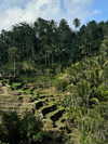 belok_bero Altpins Profile Picture