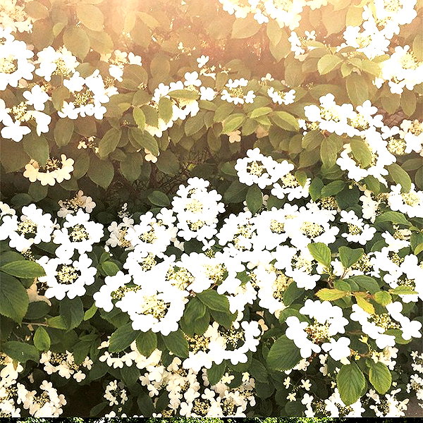 beyonce instagram image archive image