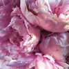 beyonce Altpins Profile Picture