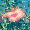 beyonce Altpins Profile Picture