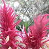 beyonce Altpins Profile Picture