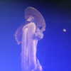 beyonce Altpins Profile Picture