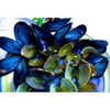 beyonce Altpins Profile Picture