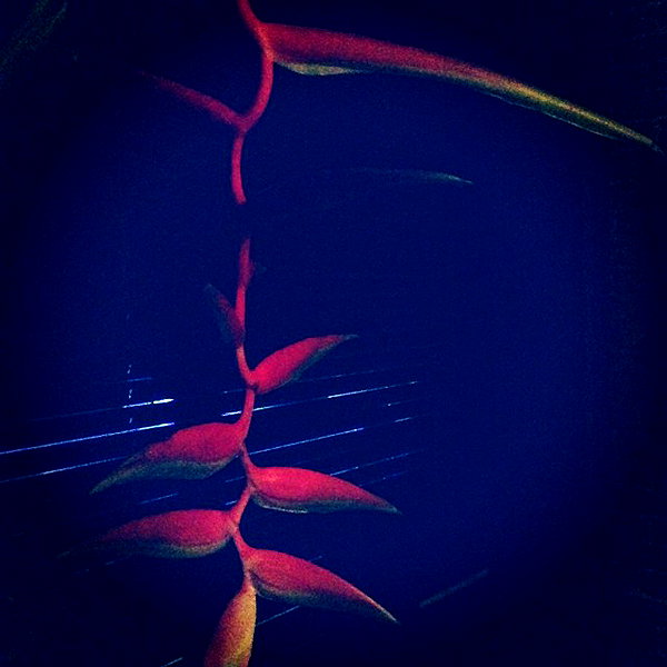 beyonce instagram image archive image