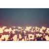 beyonce Altpins Profile Picture