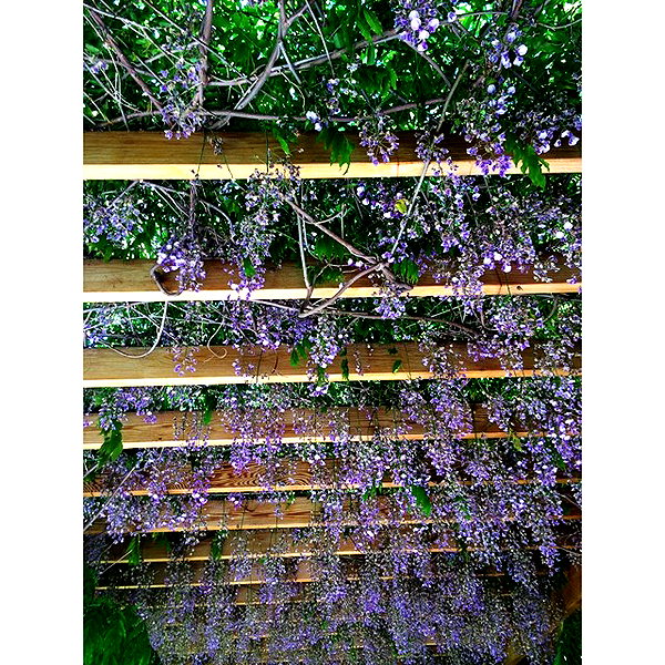 beyonce instagram image archive image