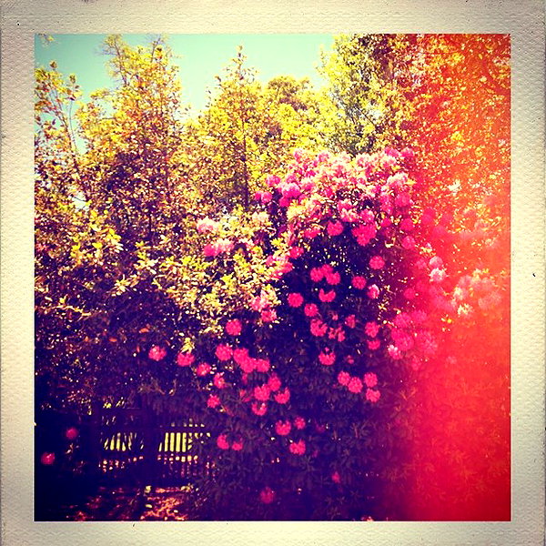 beyonce instagram image archive image