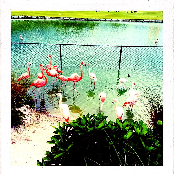 beyonce instagram image archive image