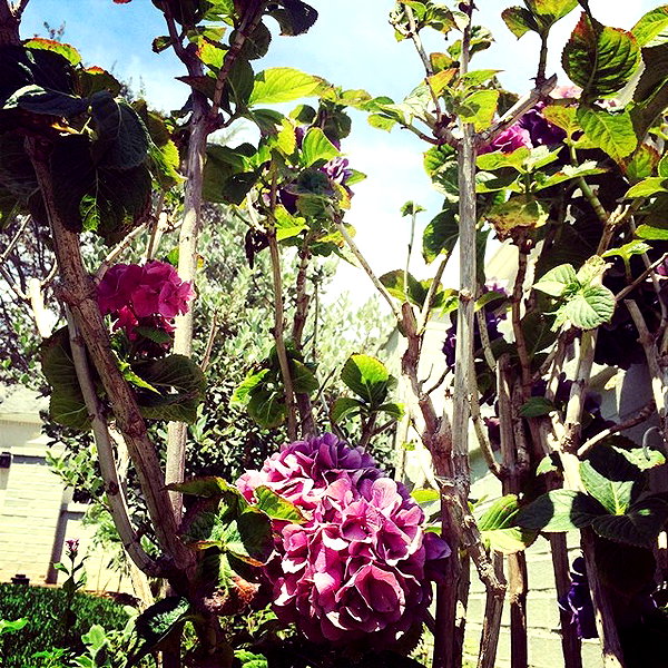 beyonce instagram image archive image