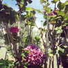 beyonce Altpins Profile Picture