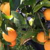 beyonce Altpins Profile Picture