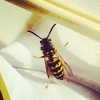 beyonce Altpins Profile Picture