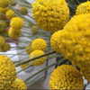 beyonce Altpins Profile Picture