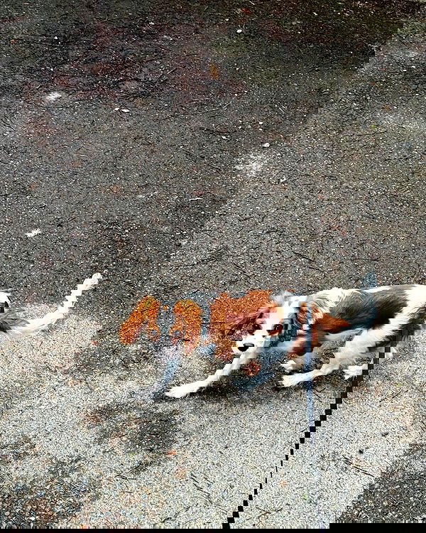 big_icky image ~ Altpins