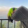 billieeilish Altpins Profile Picture