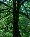 blairvira Altpins Profile Picture