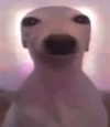 blossom_in_my_moonlight Altpins Profile Picture