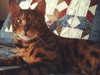 bookofcarley Altpins Profile Picture
