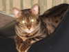 bookofcarley Altpins Profile Picture