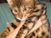 bookofcarley Altpins Profile Picture