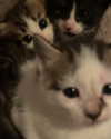 brain_eaterr Altpins Profile Picture