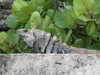 brillacomecamillaa Altpins Profile Picture