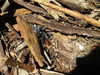 brillacomecamillaa Altpins Profile Picture
