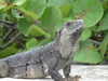 brillacomecamillaa Altpins Profile Picture