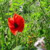 brillacomecamillaa Altpins Profile Picture