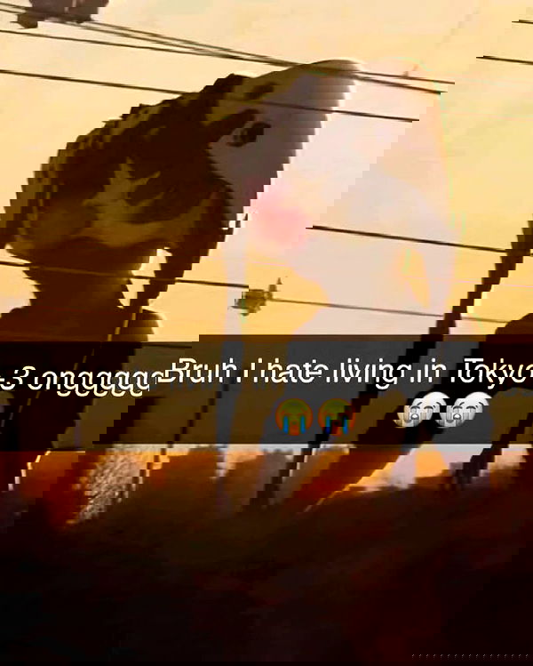 bunnirinni bunnirinni archive image