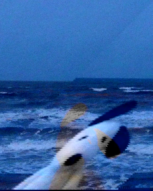 bunnirinni bunnirinni archive image