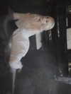 bunny_alina_kim Altpins Profile Picture