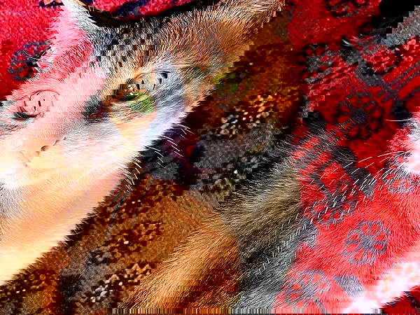 burcumsai burcumsai archive image