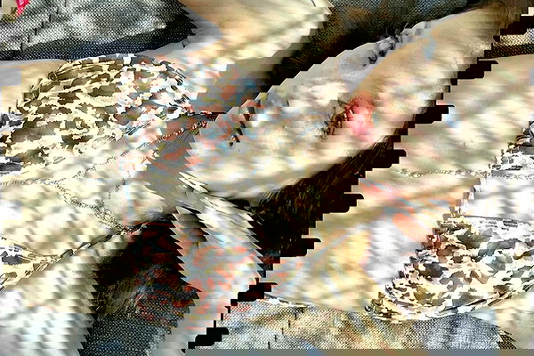 burcumsai burcumsai archive image