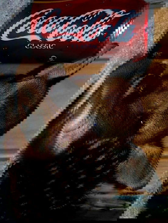 burcumsai burcumsai archive image